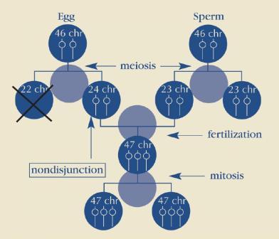 Nondisjunction Cell Division